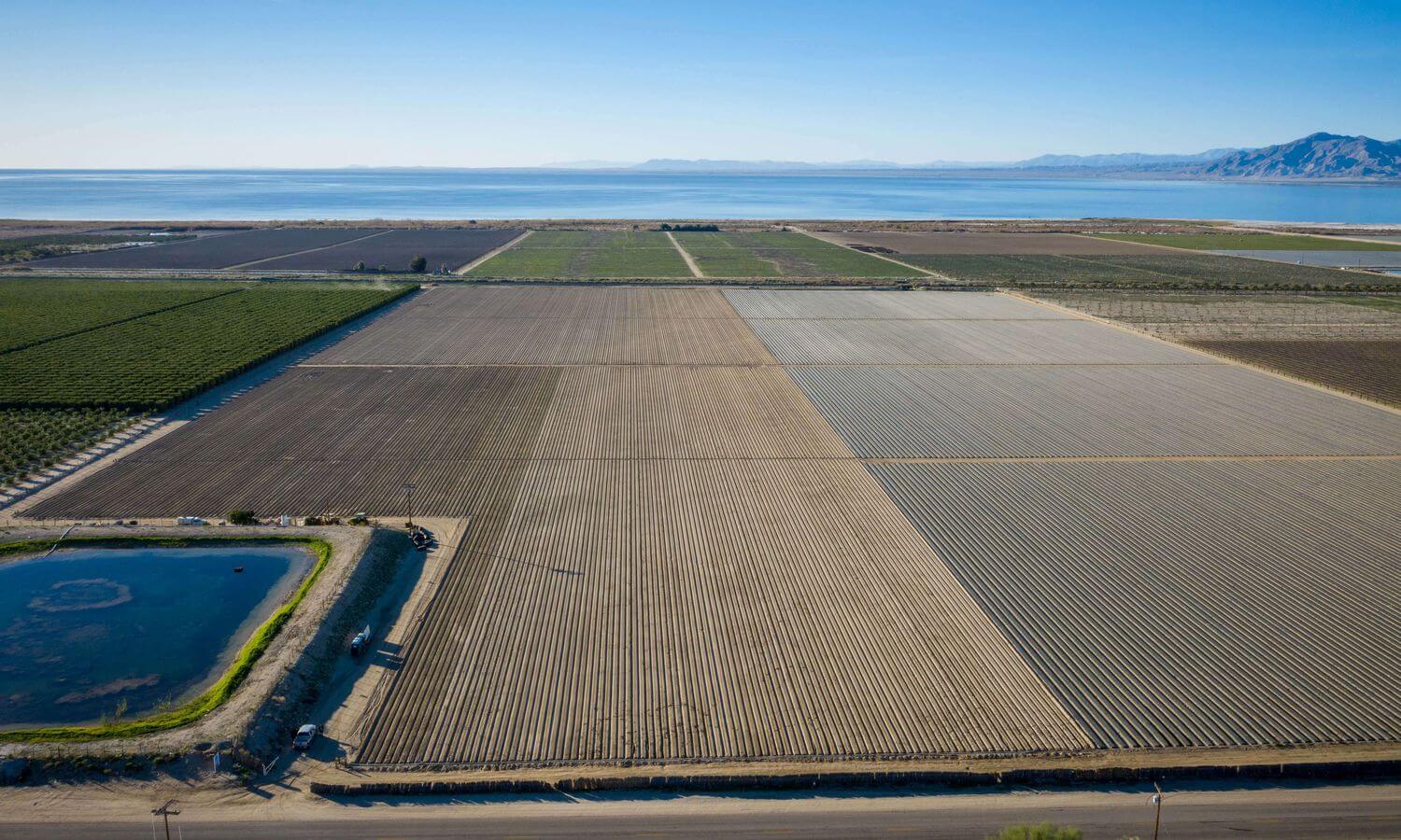 Coachella Valley Vegetable Farm