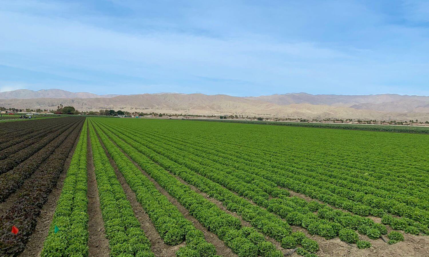 Sea Pointe Vegetable Farm