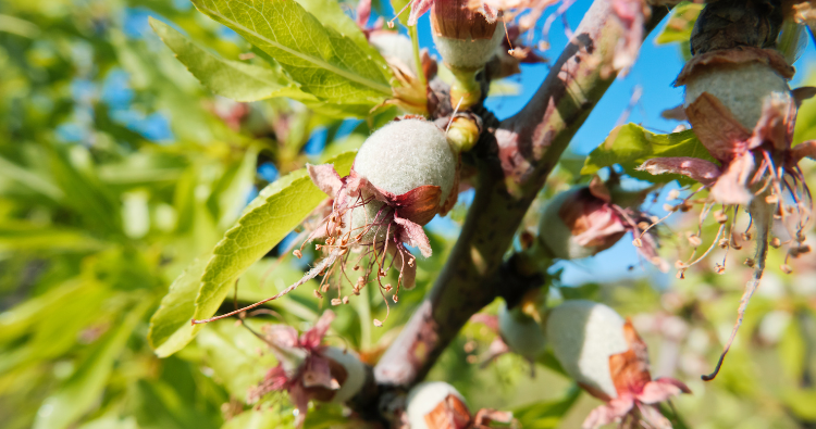 almond on branch with flower attached