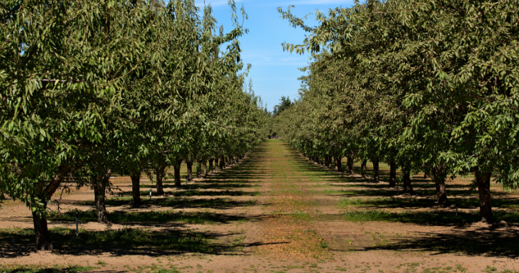 almond orchard row