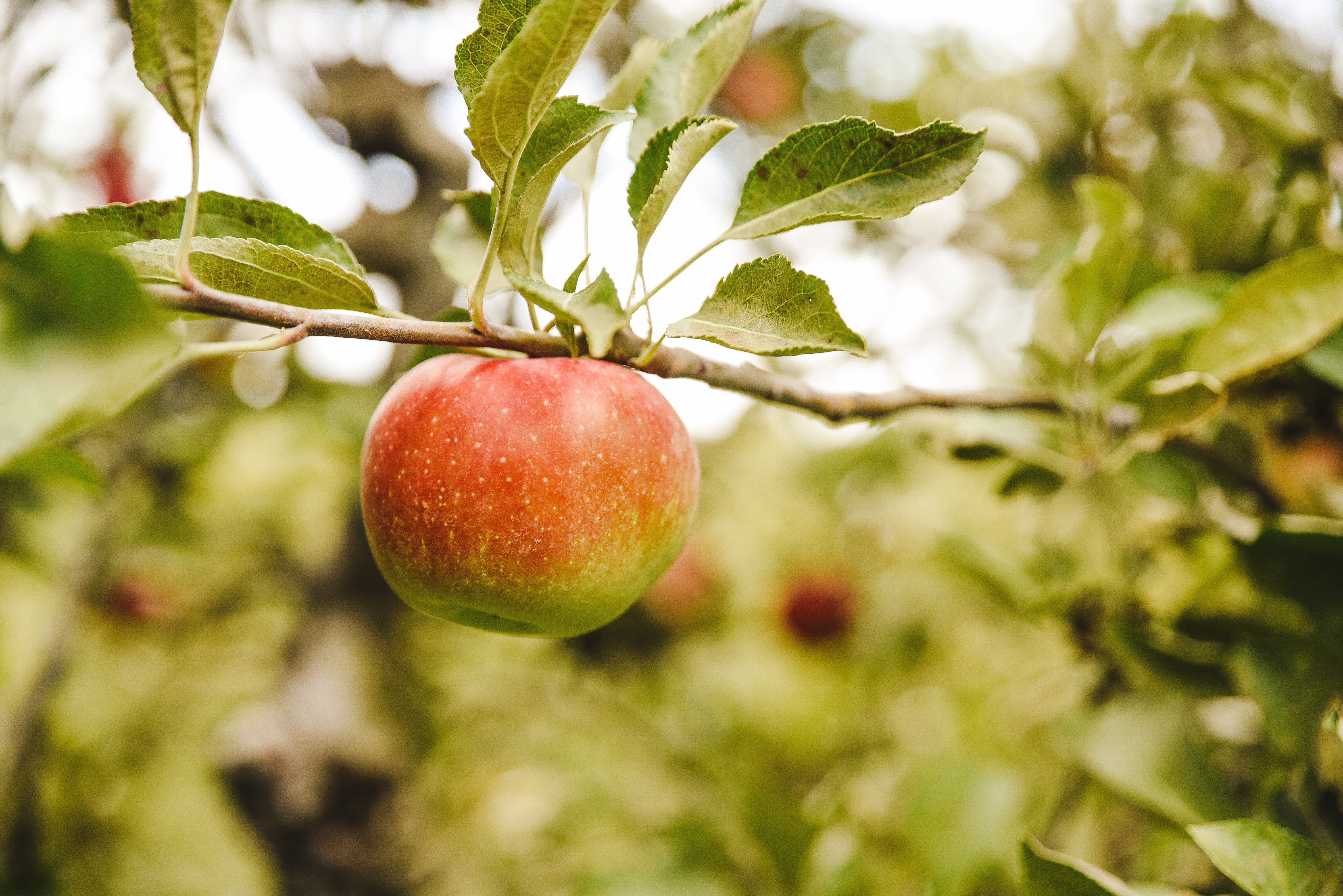 apple on branch