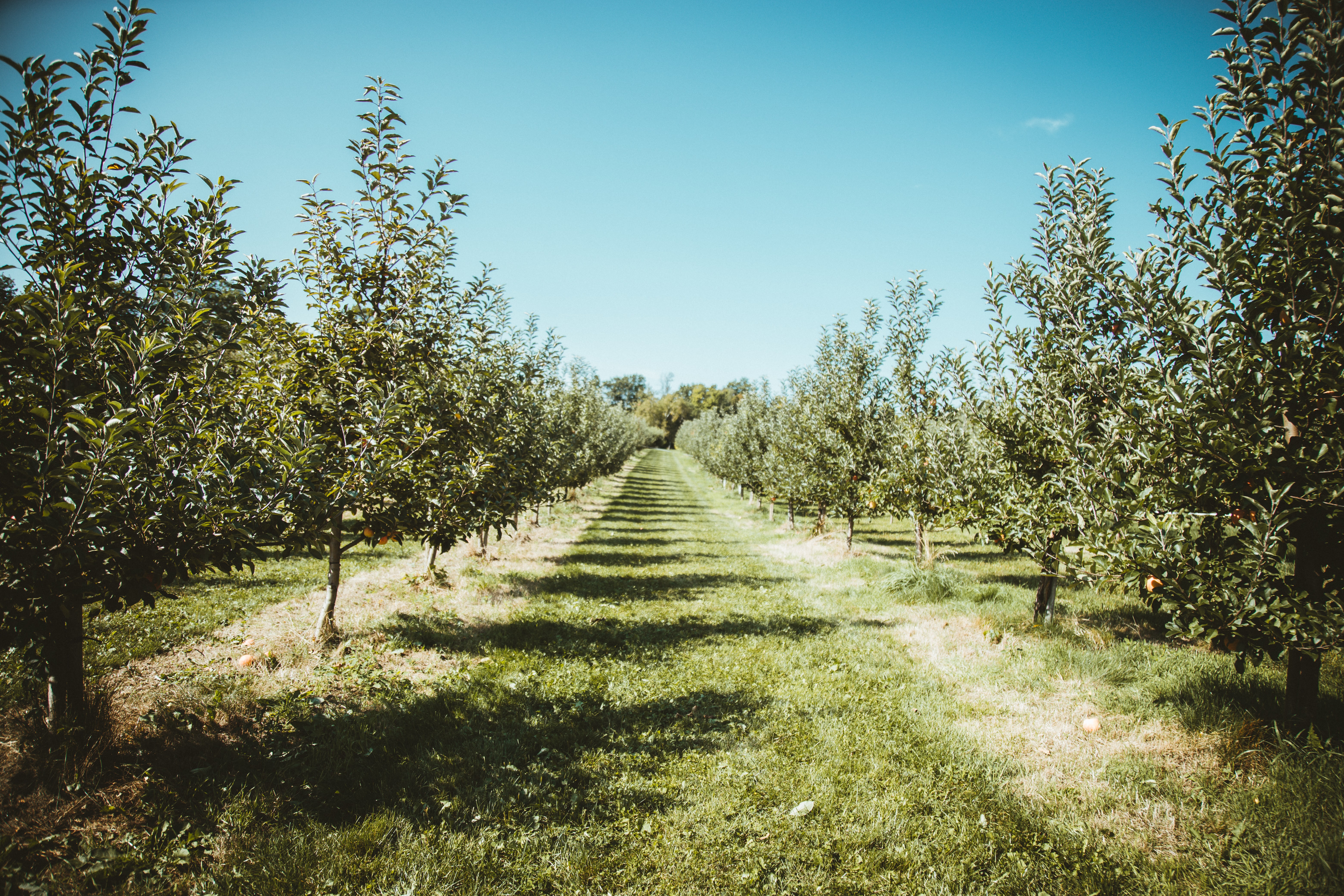 apple orchard row