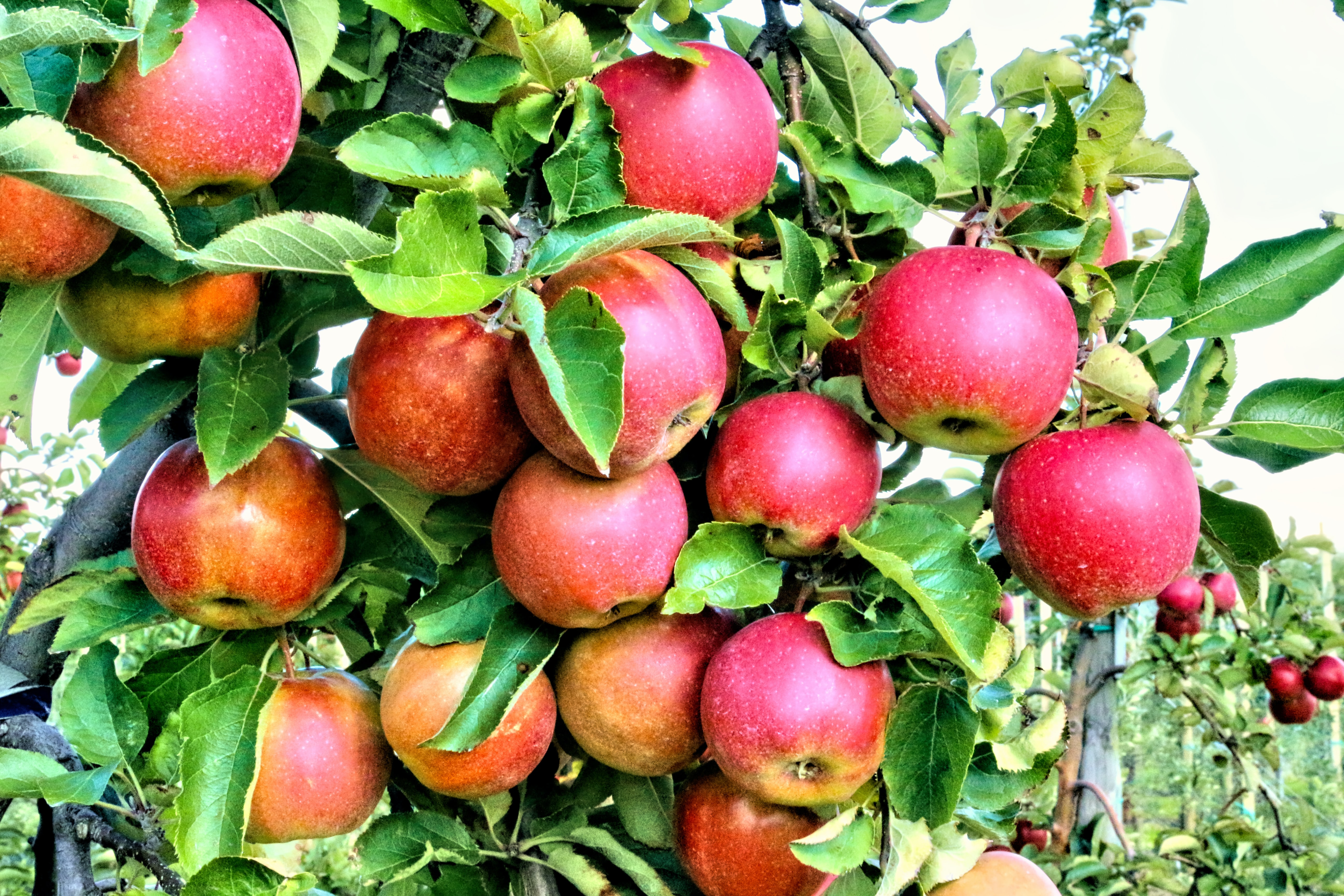 apples on branch
