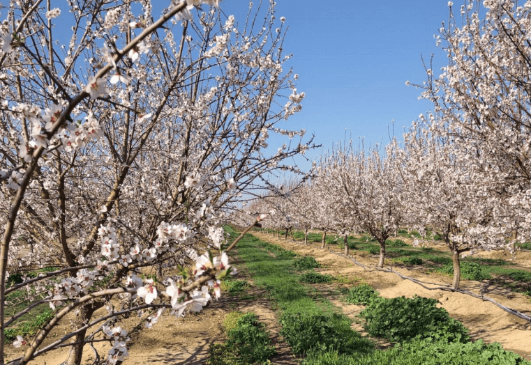 Almond Blossoms