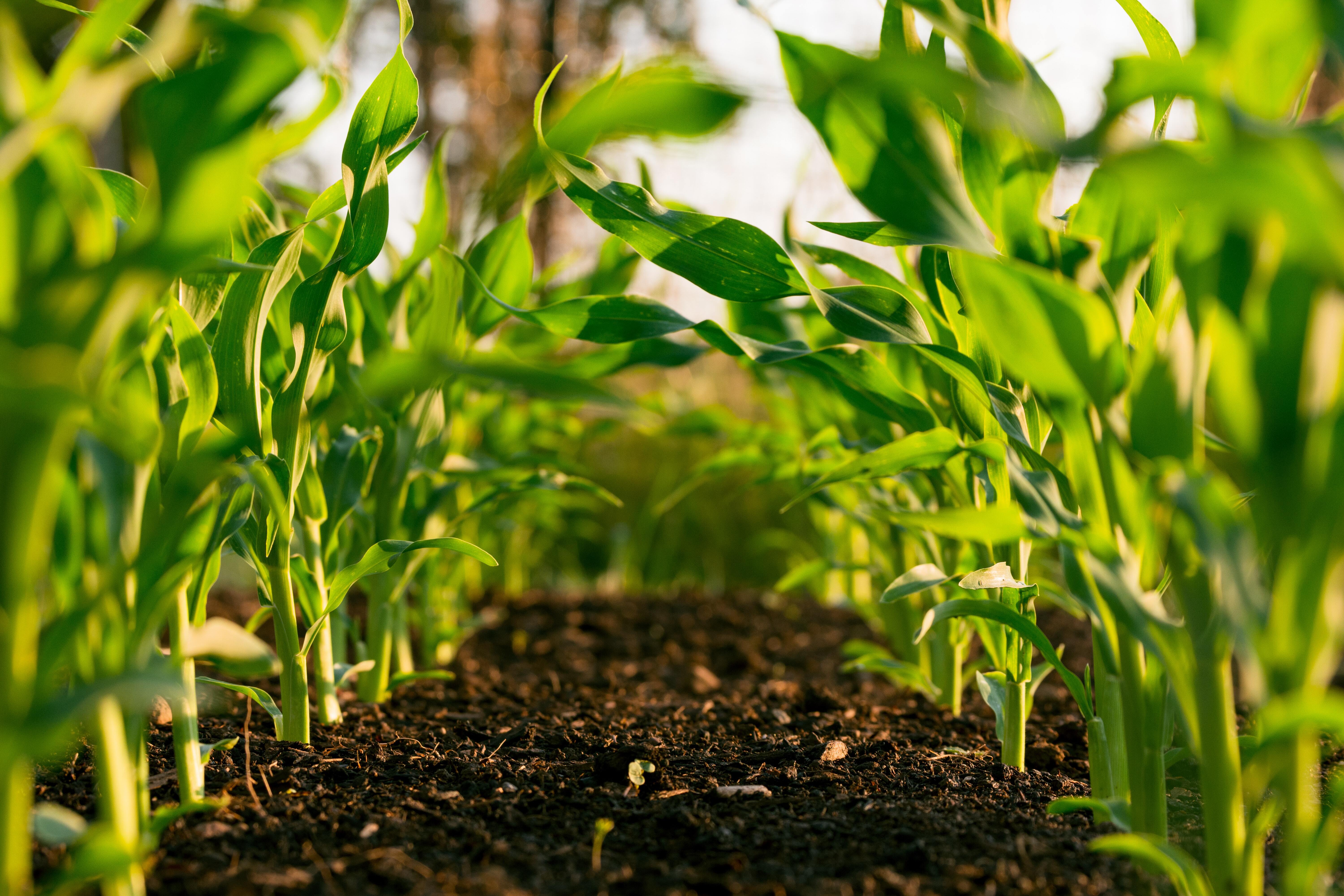 Two rows of corn in soil representing carbon sequestration