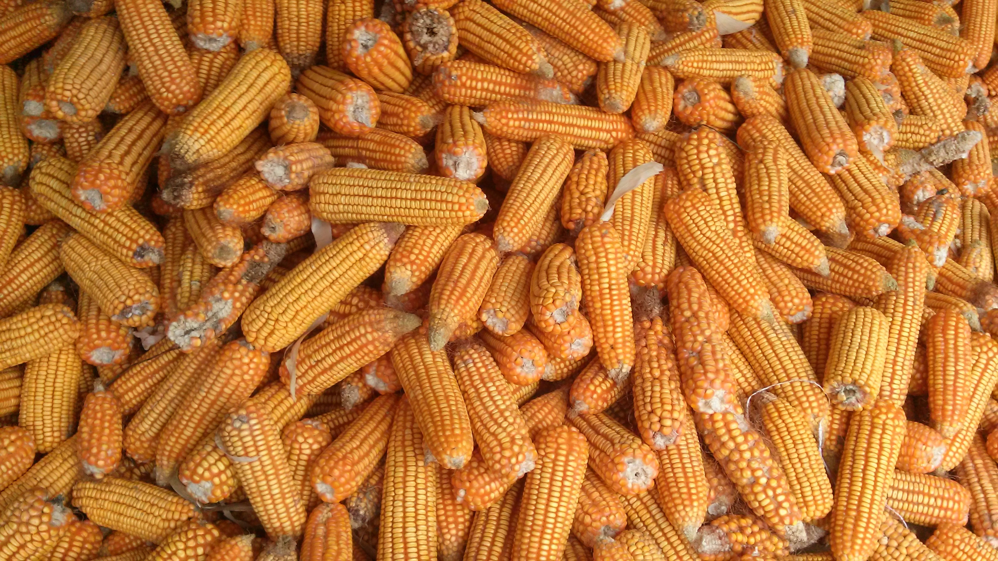 many cobs of dried corn