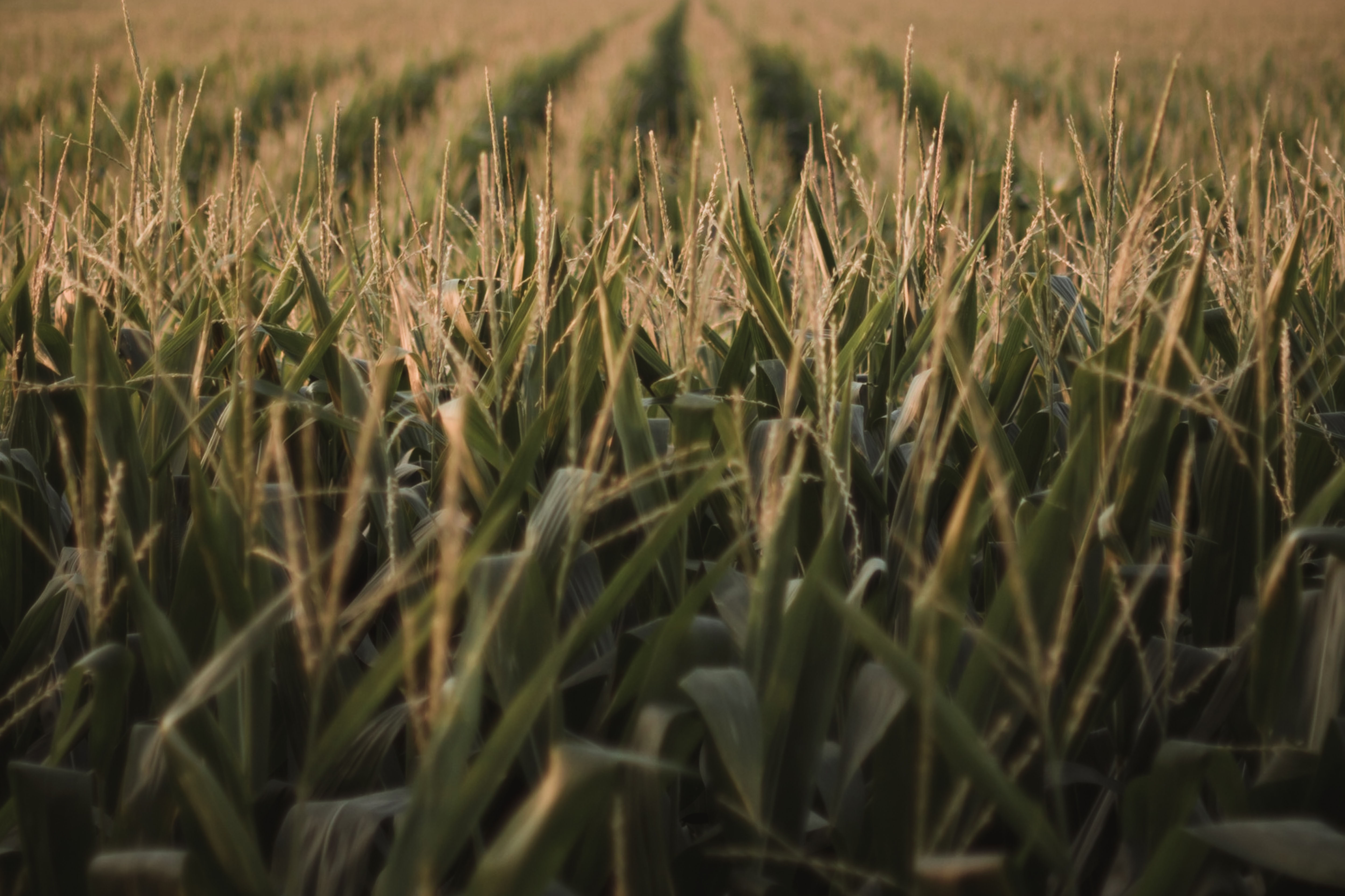 corn field rows
