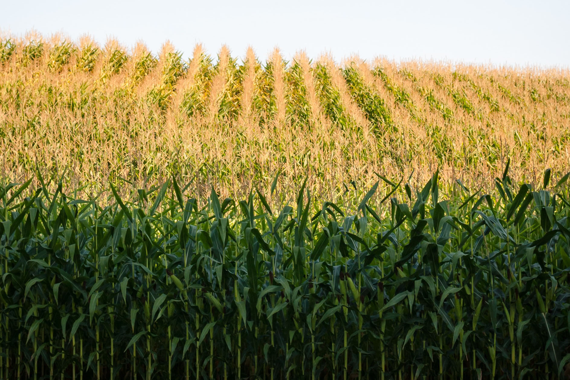 corn field