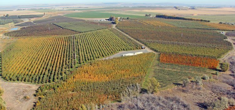 New Royal Bluff Apple Orchard aerial view
