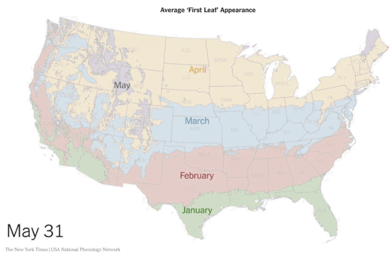 Average First Leaf Appearance On The US Map Interactive map showing when the first signs of plant growth occur in different US regions.