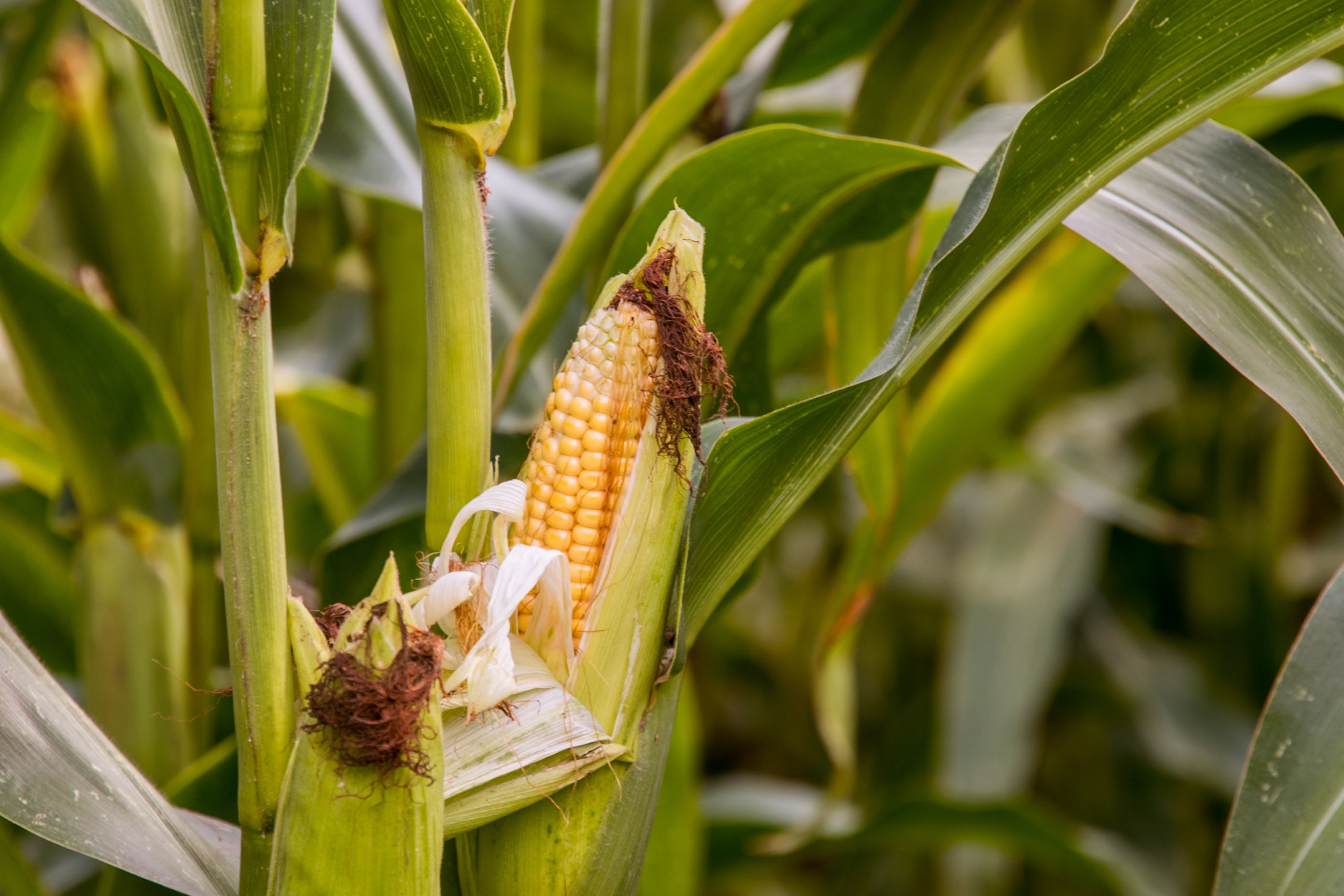 ear of corn on stalk