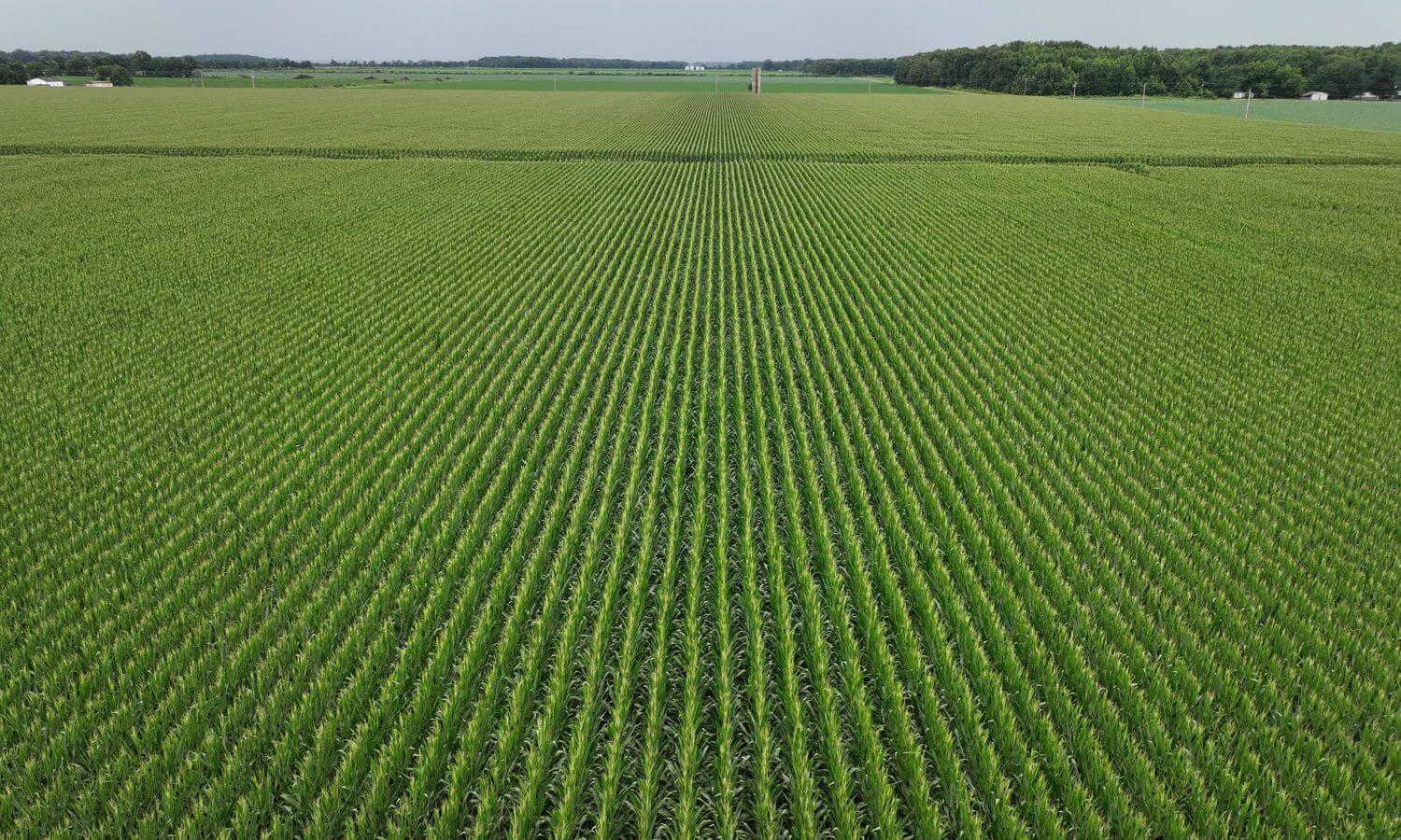 Calhoun Delta Farm