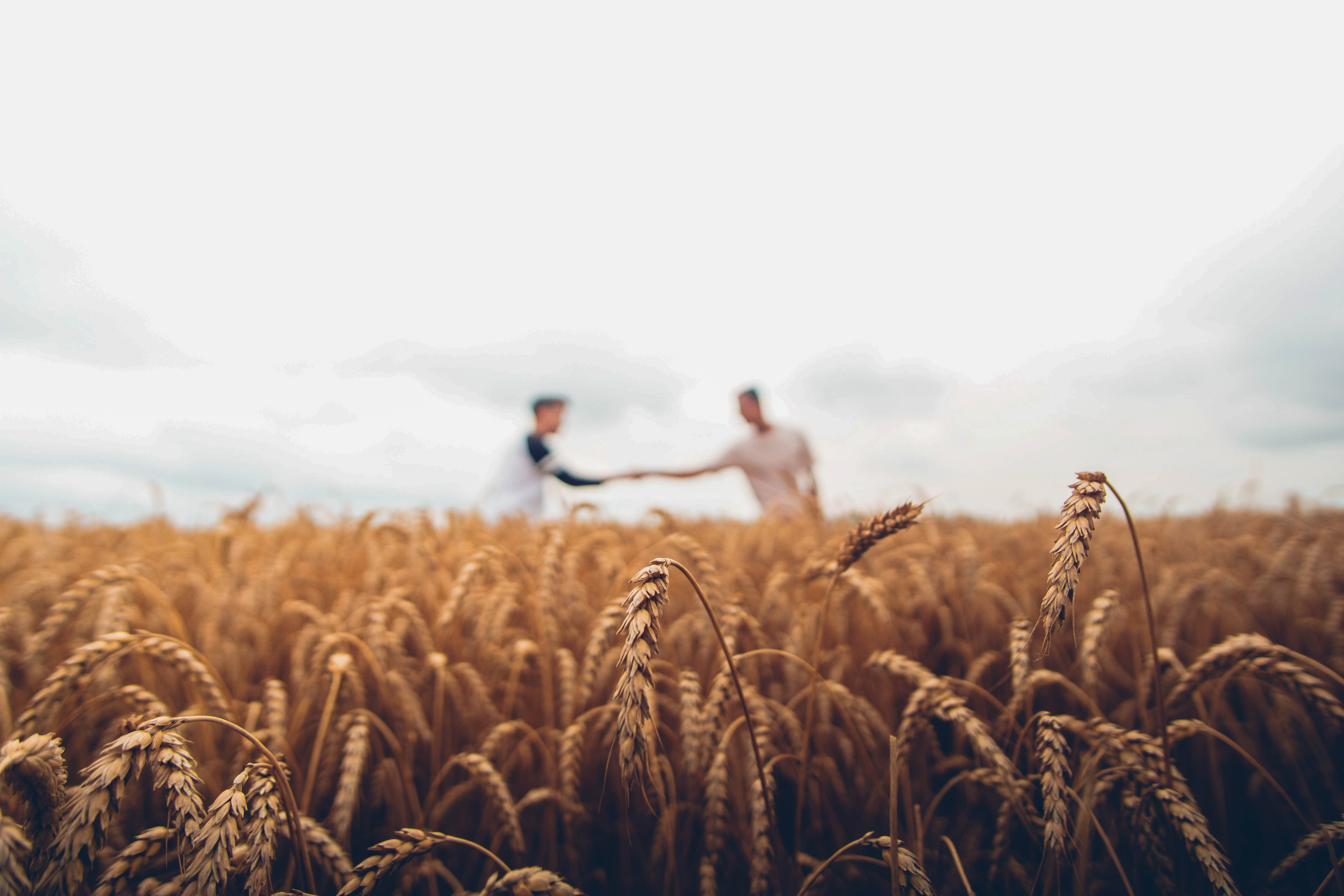 farmers shaking hands in a field