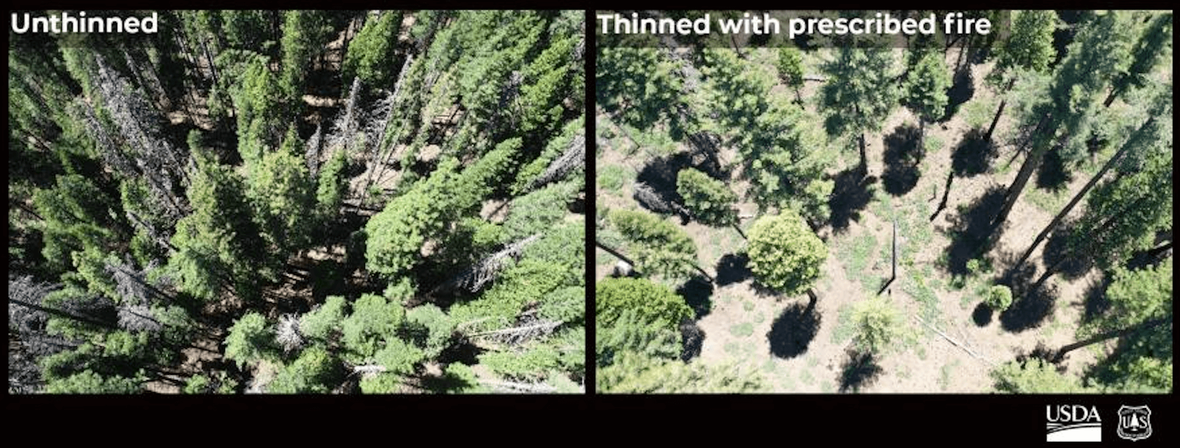 forest before and after prescribed burn