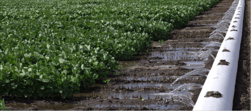 irrigation pipe and furrows in a soybean field