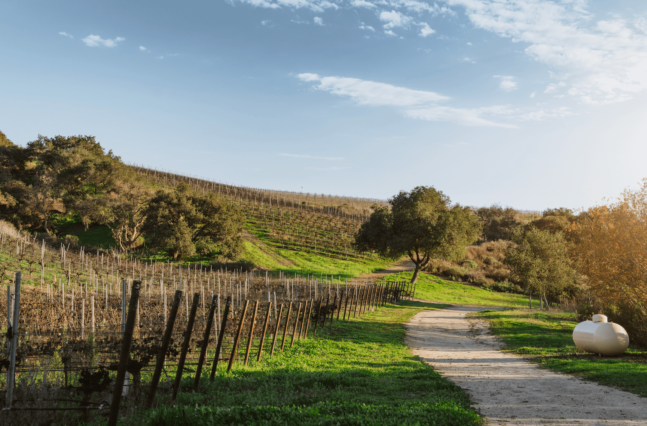 Le Bon Climat vineyard