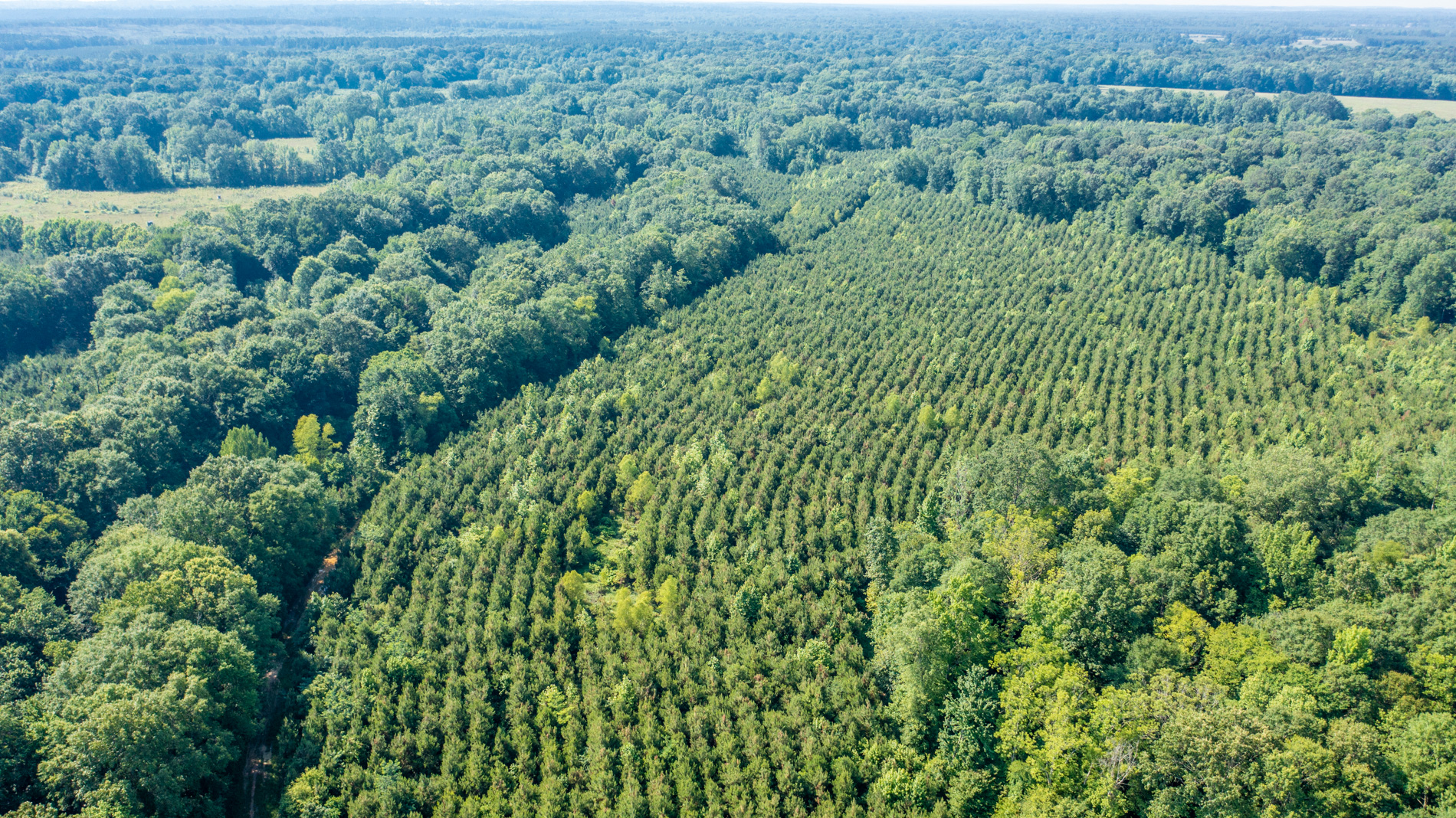 managed forest tract