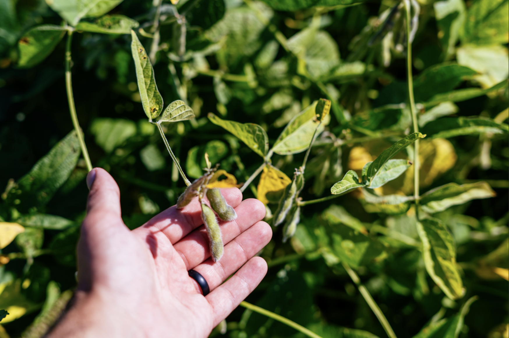 mature soybeans with hand