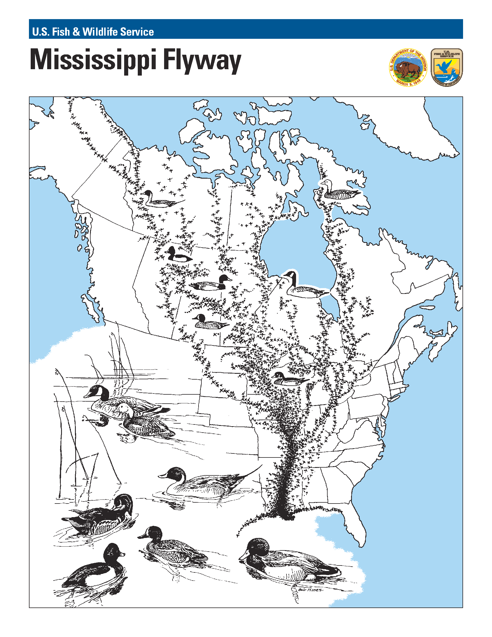 Mississippi bird migration routes in North America