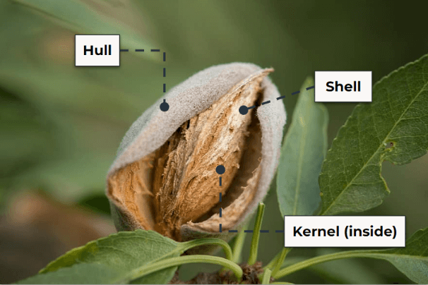 parts of almond fruit