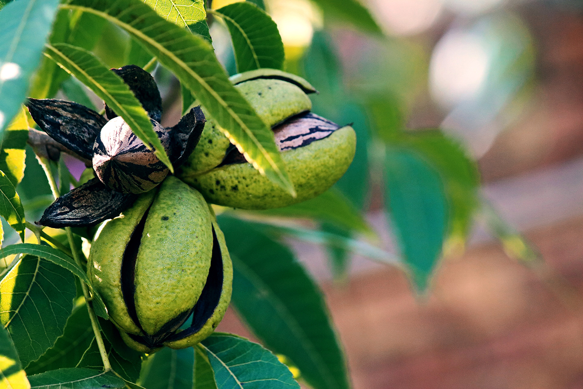 pecan husks
