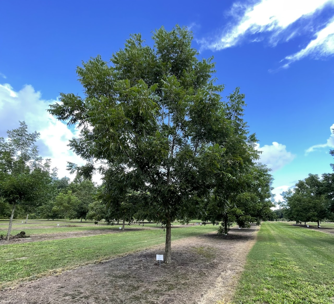 pecan orchard