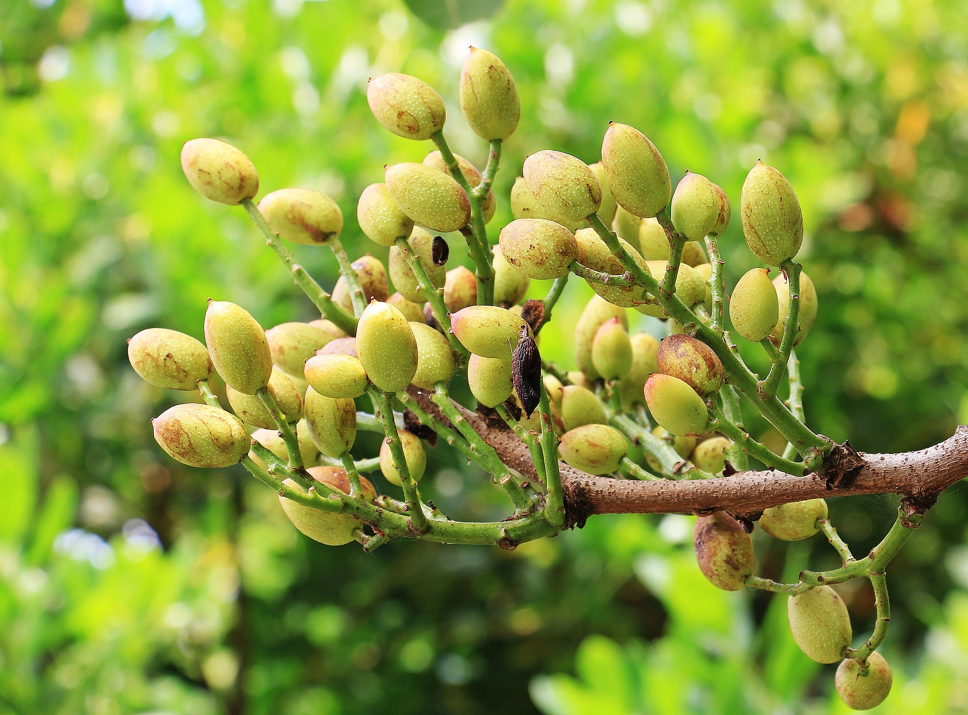 pistachio branch