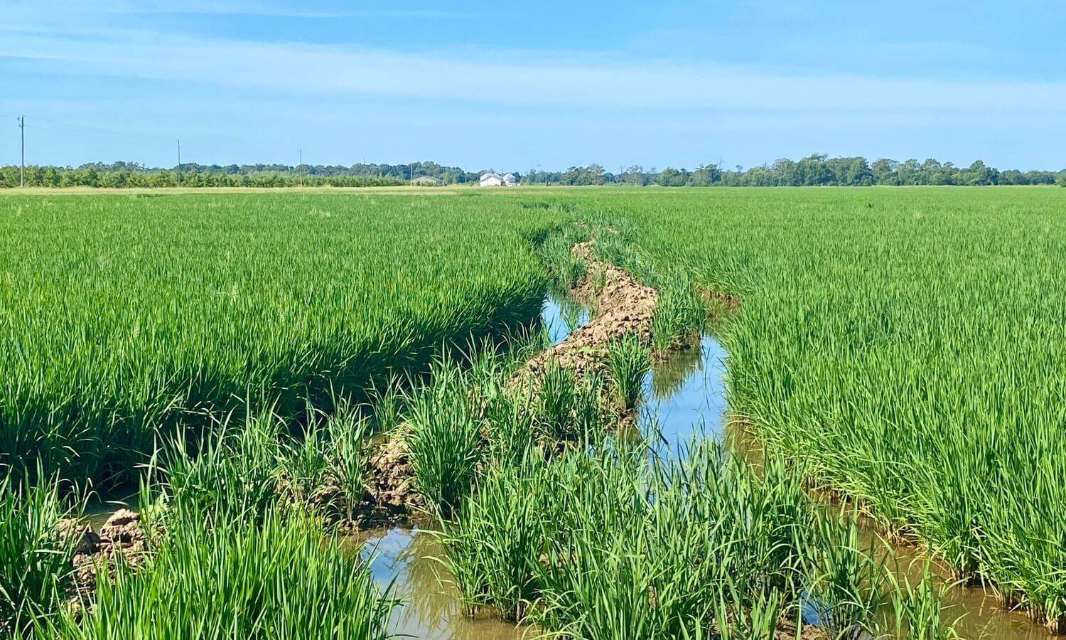 flood irrigation on a Mississippi rice field
