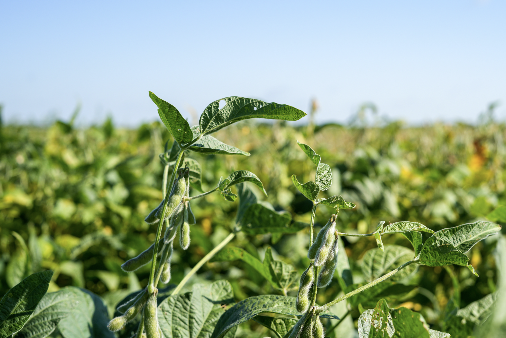 soybean field