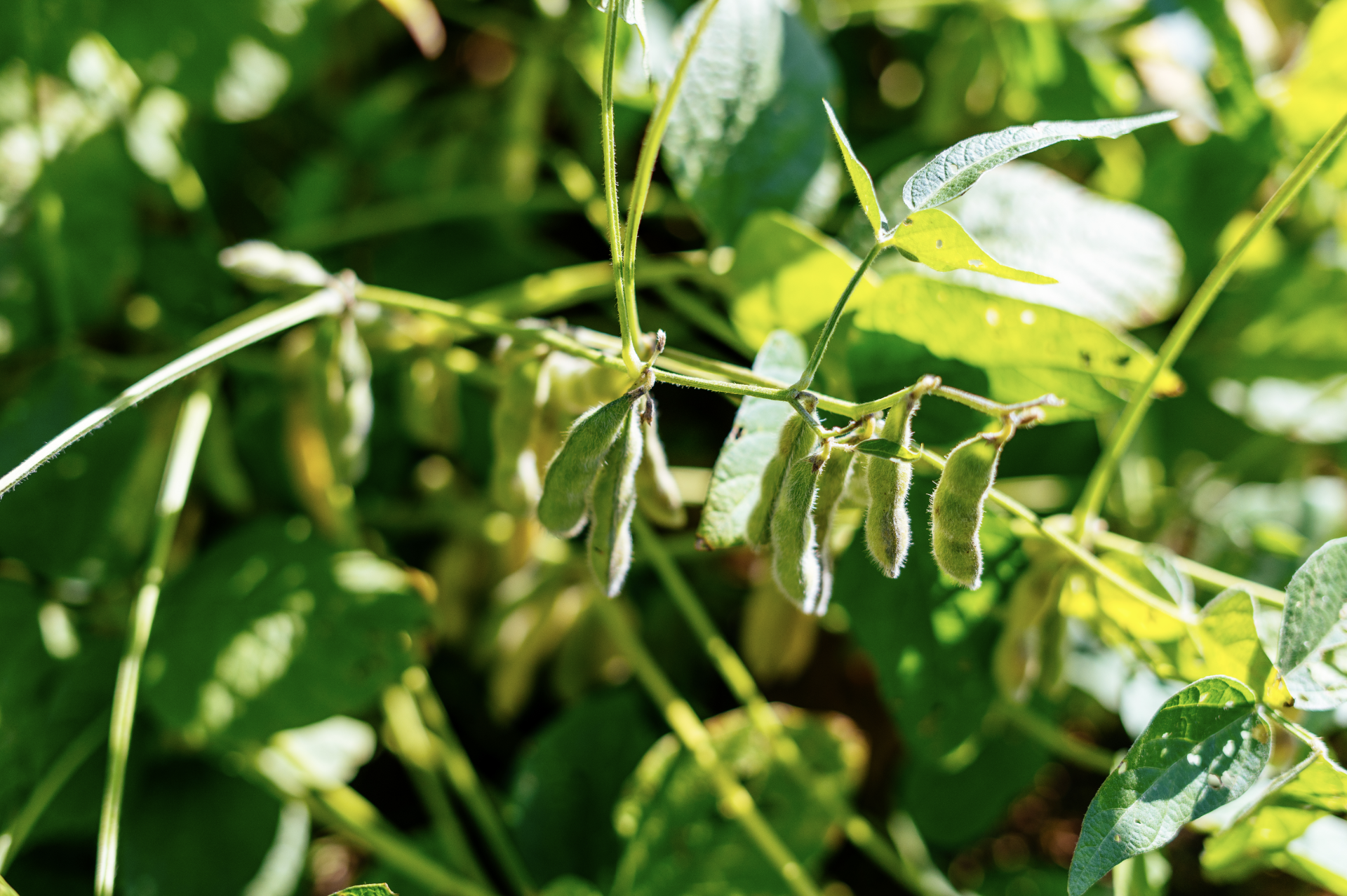 soybeans on stem