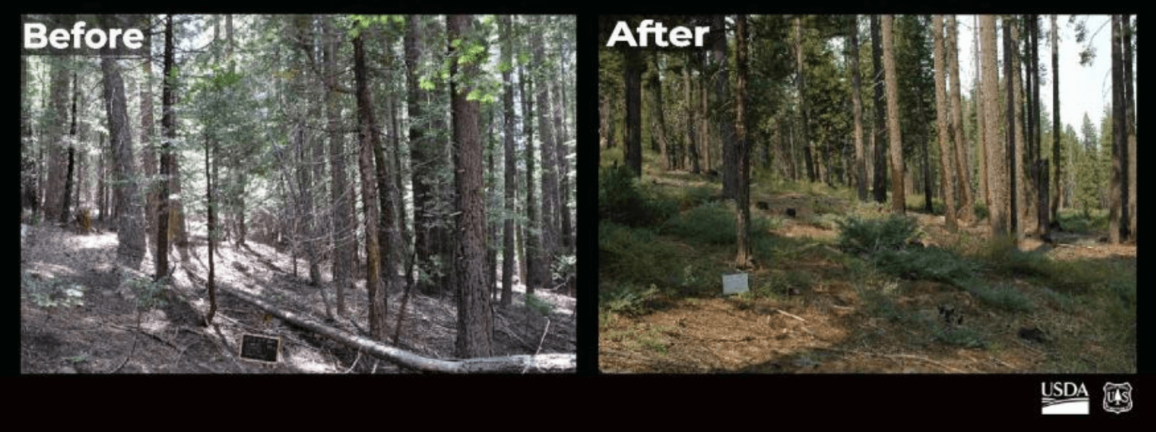 forest before and after thinning